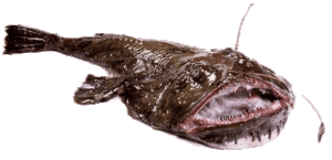 Lophius piscatorius-Monk Fish Angler, Seeteufel, Baudroie Rousse