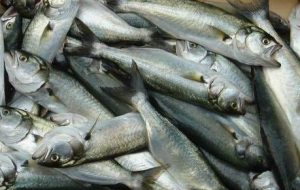 Pomatomus saltatrix  Bluefish, Tassergal, Blaufisch