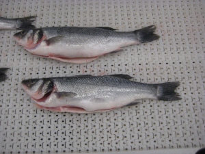farmed sea bass Fresh-Frozen 