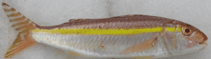 Upeneus moluccensis Golden banded goatfish, Rotbarbe,Rouget-souris bande d'or