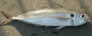 Trachurus mediterraneus Mediterranean horse mackerel,  Mittelmeer-Bastardmakrele, Chinchard à queue jaune