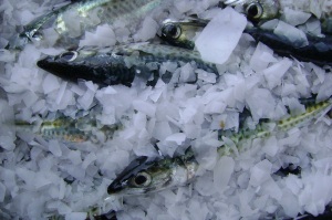 pacific mackerel-scomber japonicus