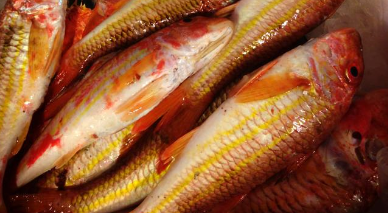 red mullet exporter