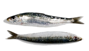 sardine pilchardus