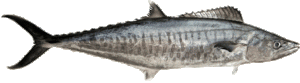 spanish mackerel