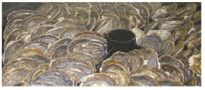 european oyster -ostrea edulis
