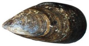 Mytilus Galloprovincialis -black mussel Turkey